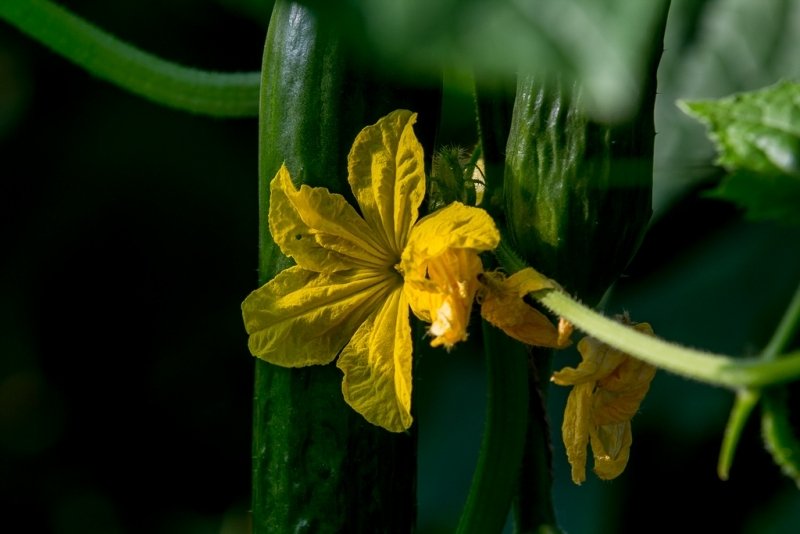 Аграрии Краснодарского края бьют рекорды по сбору тепличных овощей - KrasnodarMedia, 23.03.2026