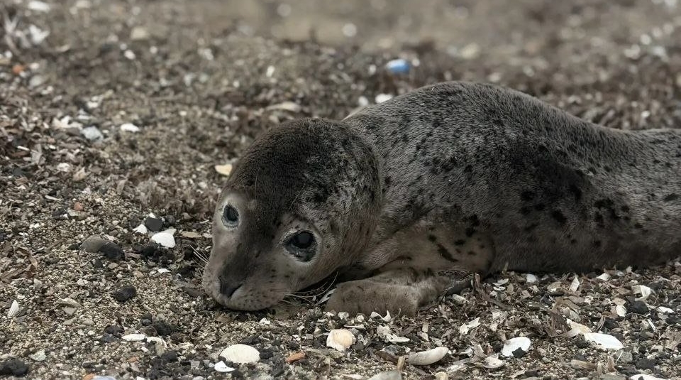 Малыш ларги из бухты Посьет теперь не одинок – компанию составили постояльцы центра Телеграм-канал &quotТюленятник и все-все-все&quot (16+)
