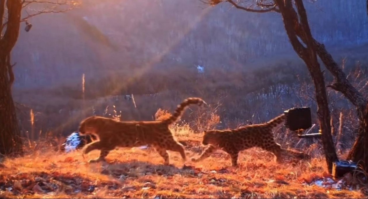 Котята Сергей Горшков