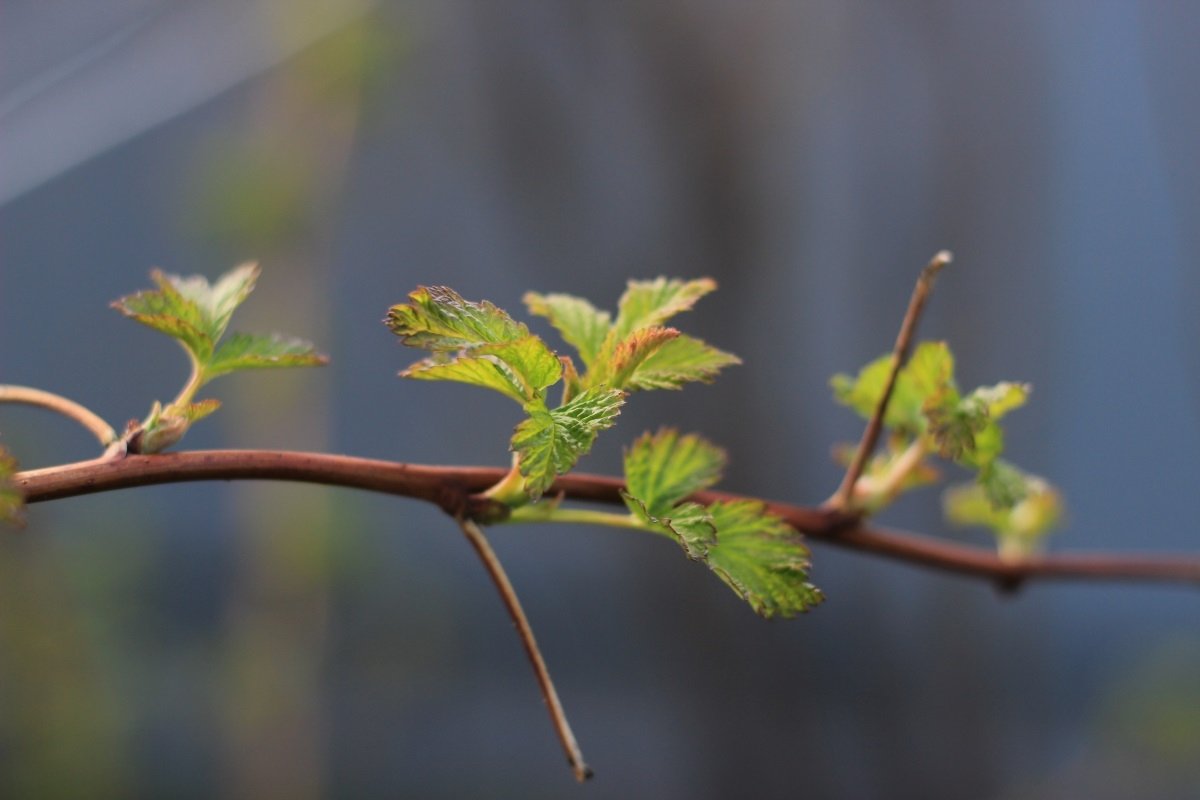 Тематическое фото pxhere.com