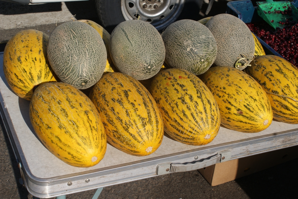 Дыня, Фото с места события собственное