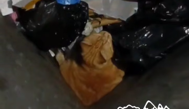 Скриншот видео Телеграм-канал &quotСнеговая Падь&quot (16+)