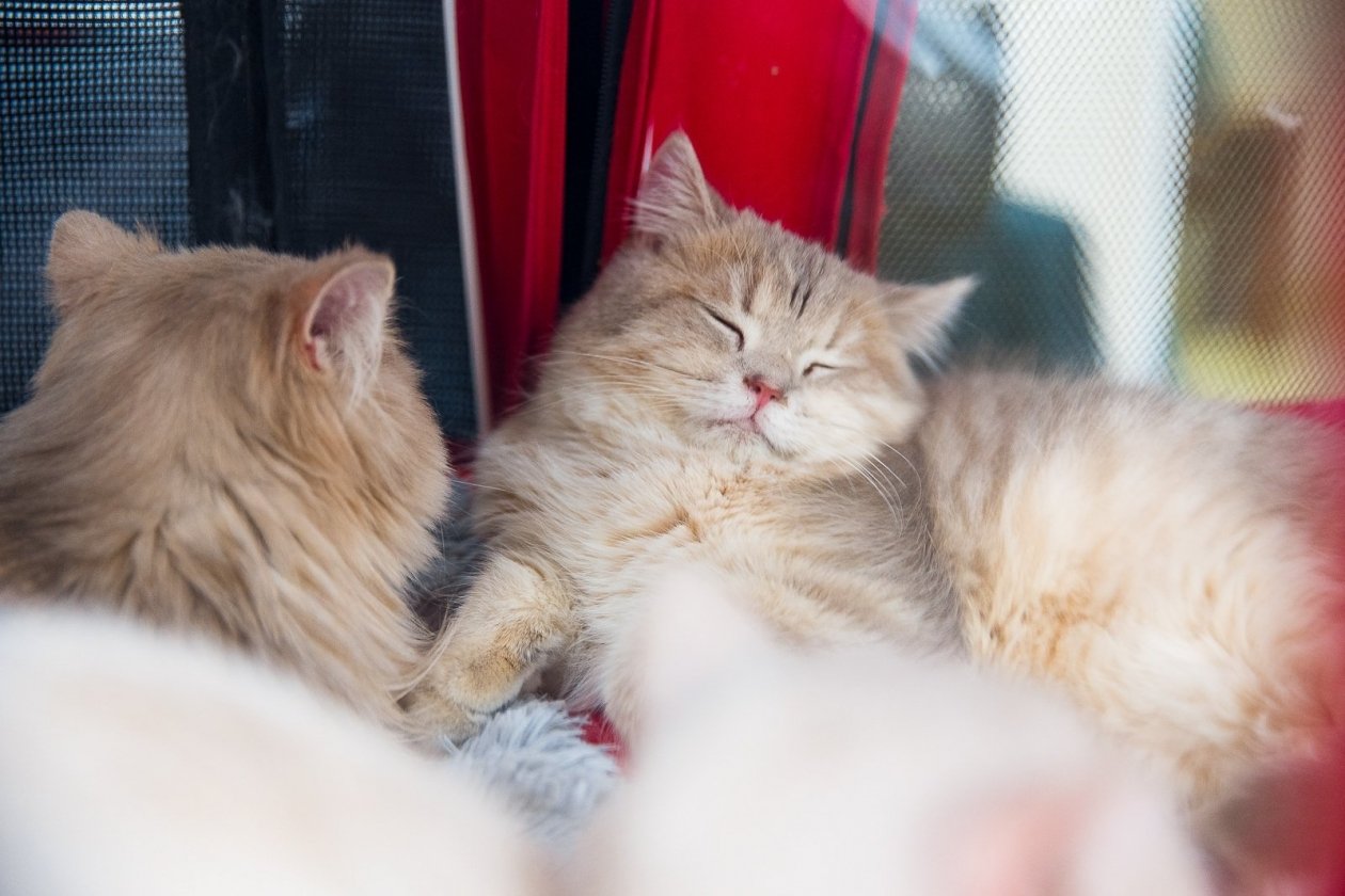 Котики ИА PrimaMedia