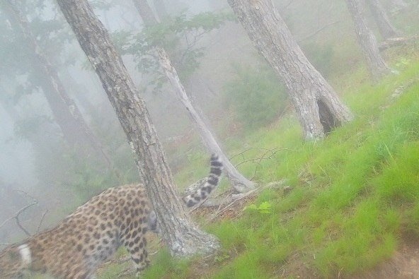 Leo 260M
