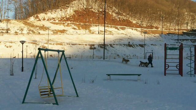 Собаки бегают за детьми, Фото с места события из других источников