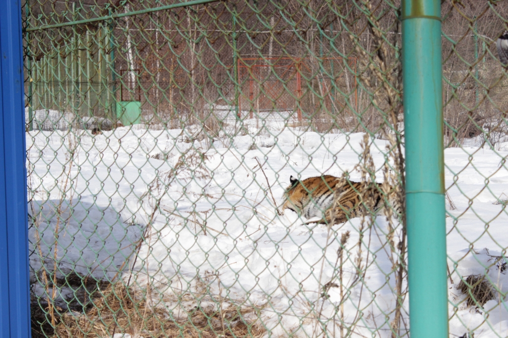 Тигр Тихон в вольере, Фото с места события собственное