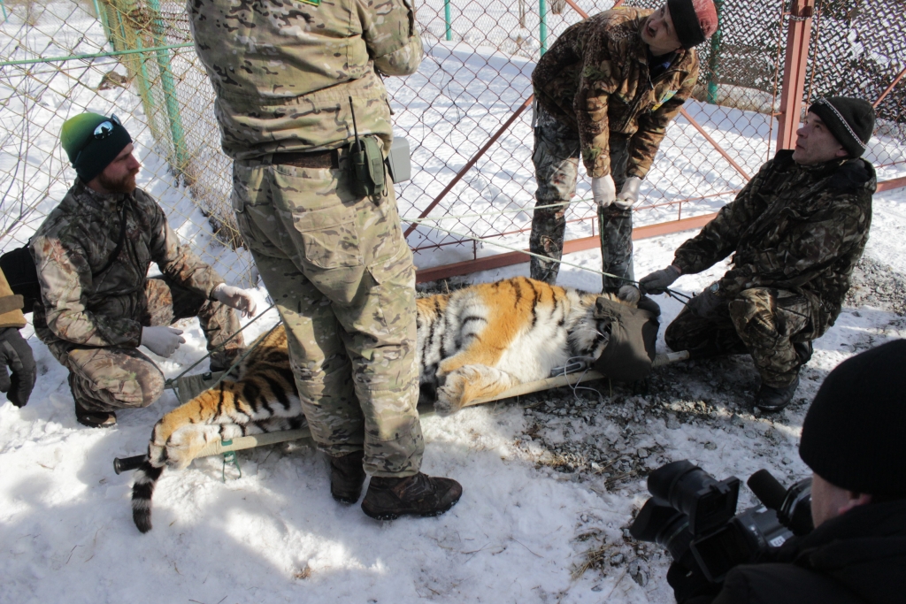 Тигра взвешивают , Фото с места события собственное