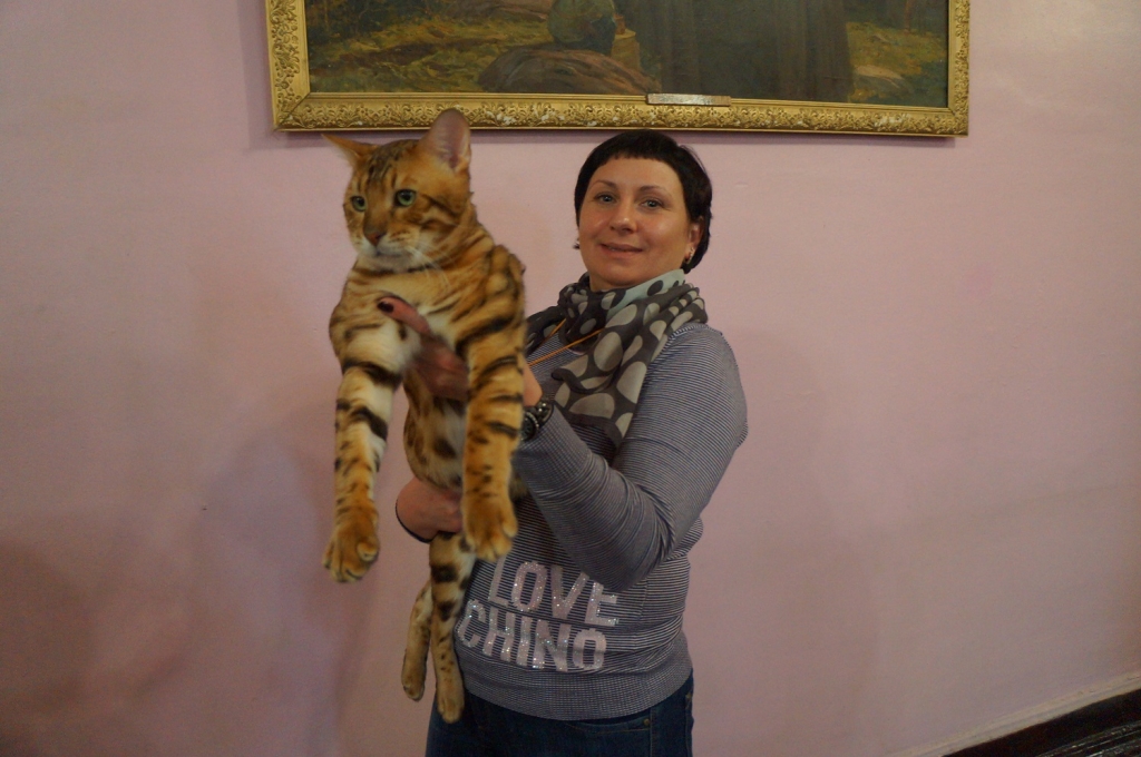 Бенгальский кот, Фото с места события собственное