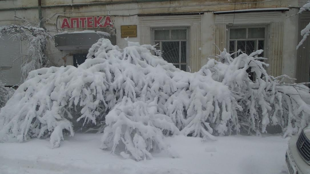 Снег "завалил" деревья в поселке Кавалерово, Фото с места события из других источников