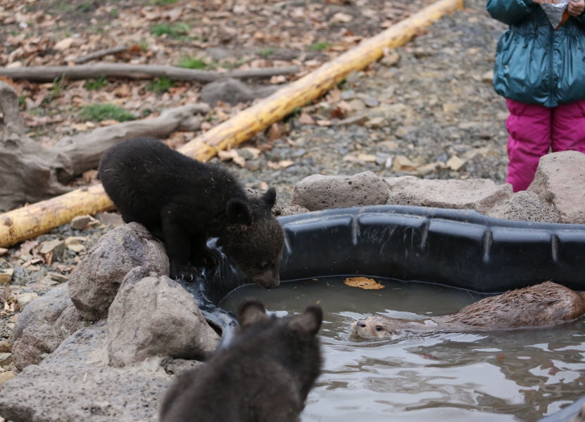 Гималайские медвежата-сиротки нашли дом в Приморском сафари-парке, Фото с места события из других источников