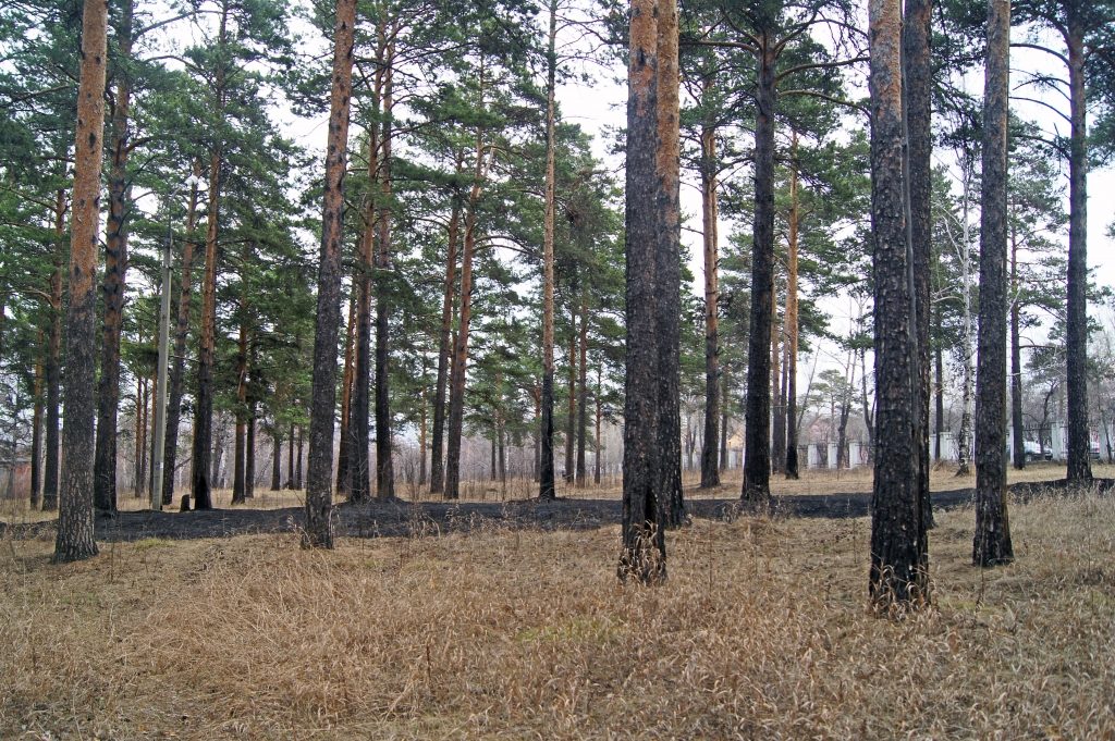 Кайская гора иркутск. Кайская роща Иркутск. Кайский Бор Иркутск. Роща Ангара Иркутск.