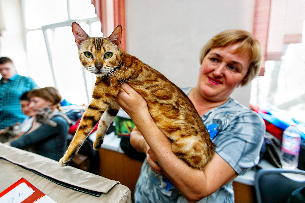 Кошка на руках у хозяйки, Фото с места события собственное