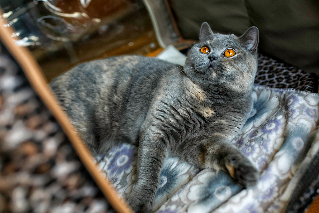 Кошка, Фото с места события собственное