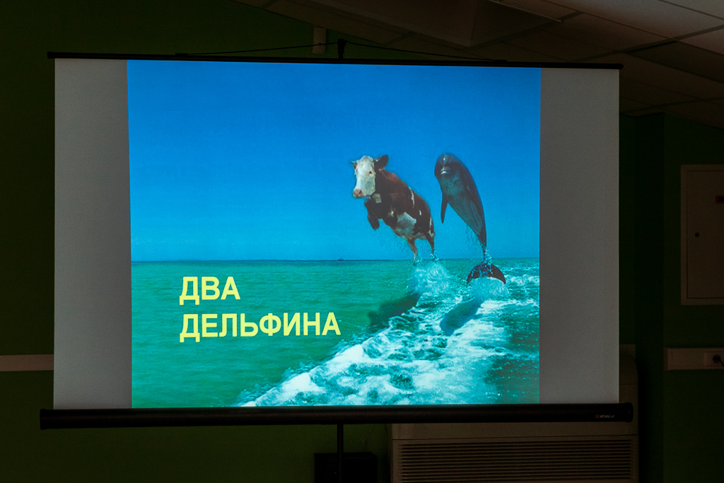 Если вы видите более двух различий между этими дельфинами, значит вы находитесь в стрессовой ситуации