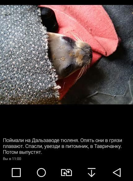Тюлень на Дальзаводе