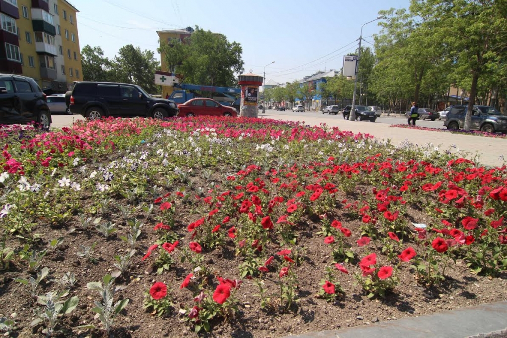 Кроме цветов. Цветы Южно-Сахалинск. Южно Сахалинска город цветы. Растения в сквере Южно Сахалинска. Цветы в г, южносахалин ке.