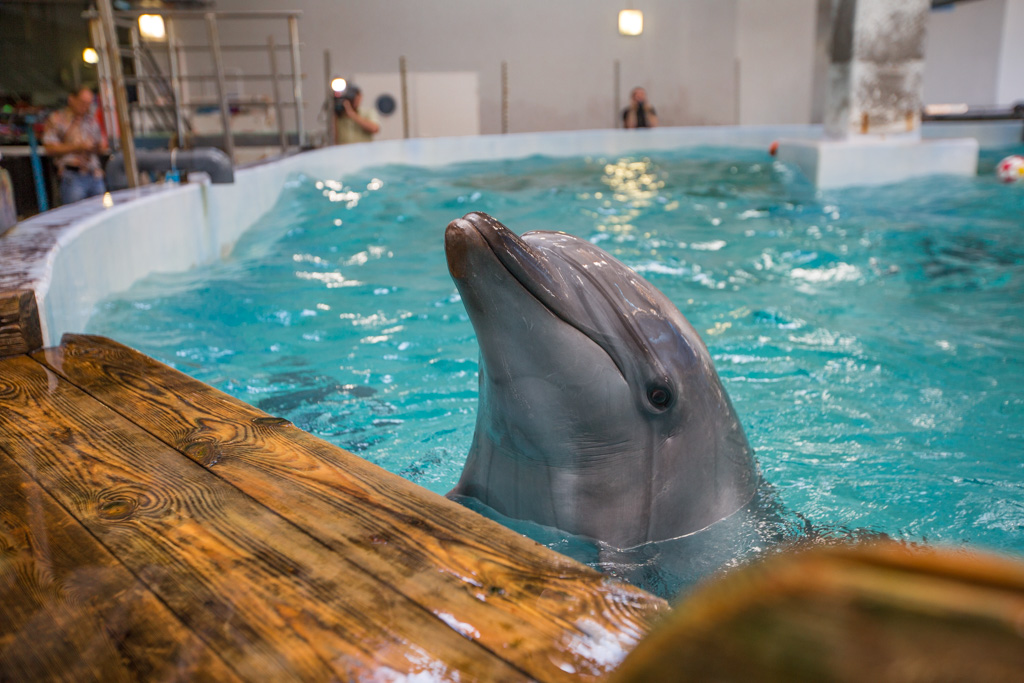 Дельфинарий екатеринбург фото с дельфинами стоимость