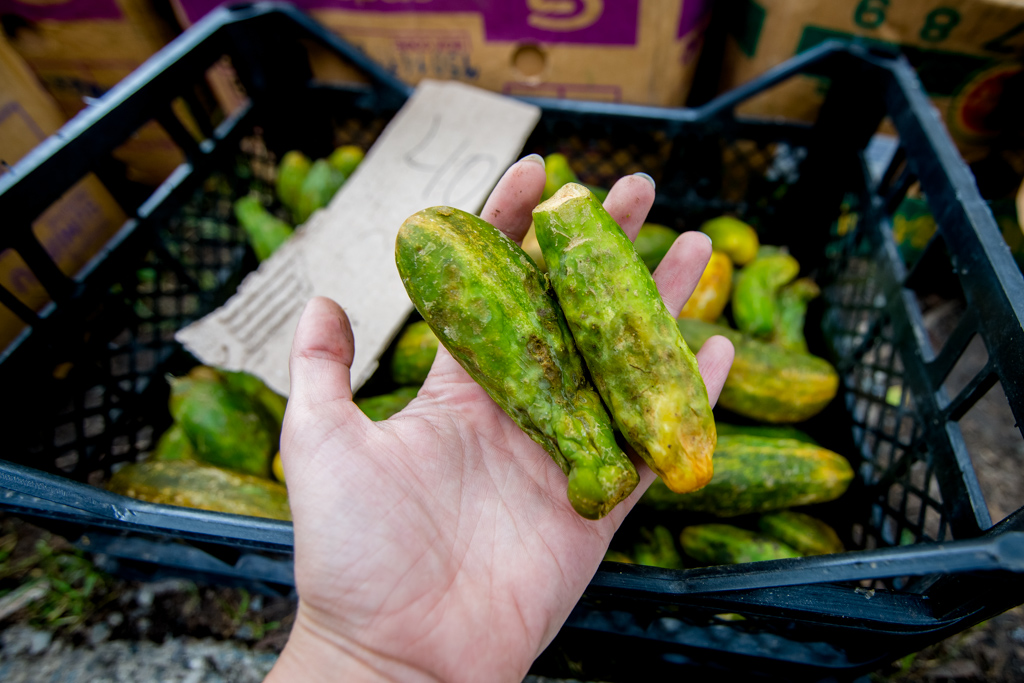 Свежие, уверяют продавцы