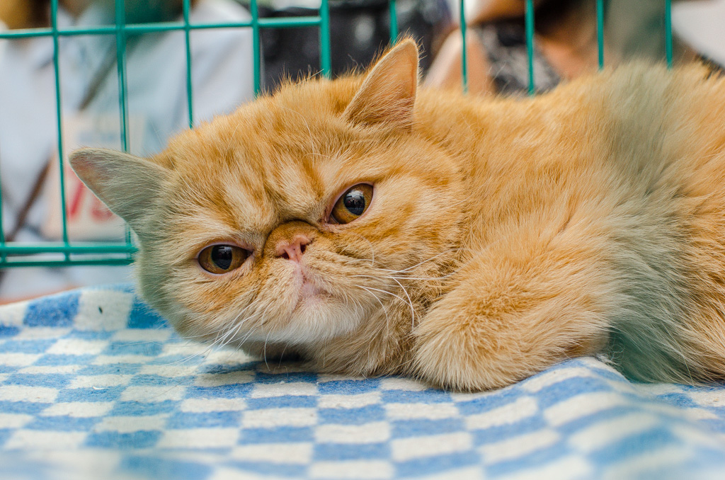 Экзотическая 