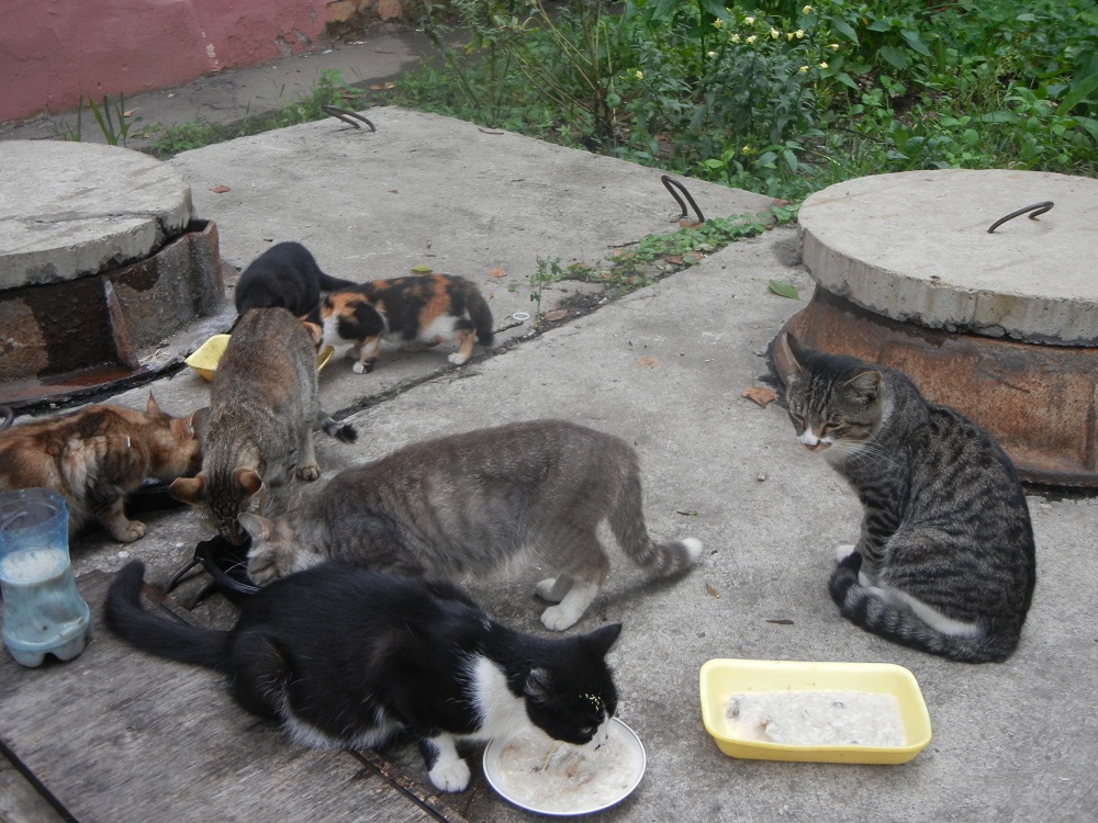 Фото бездомных кошек на улице