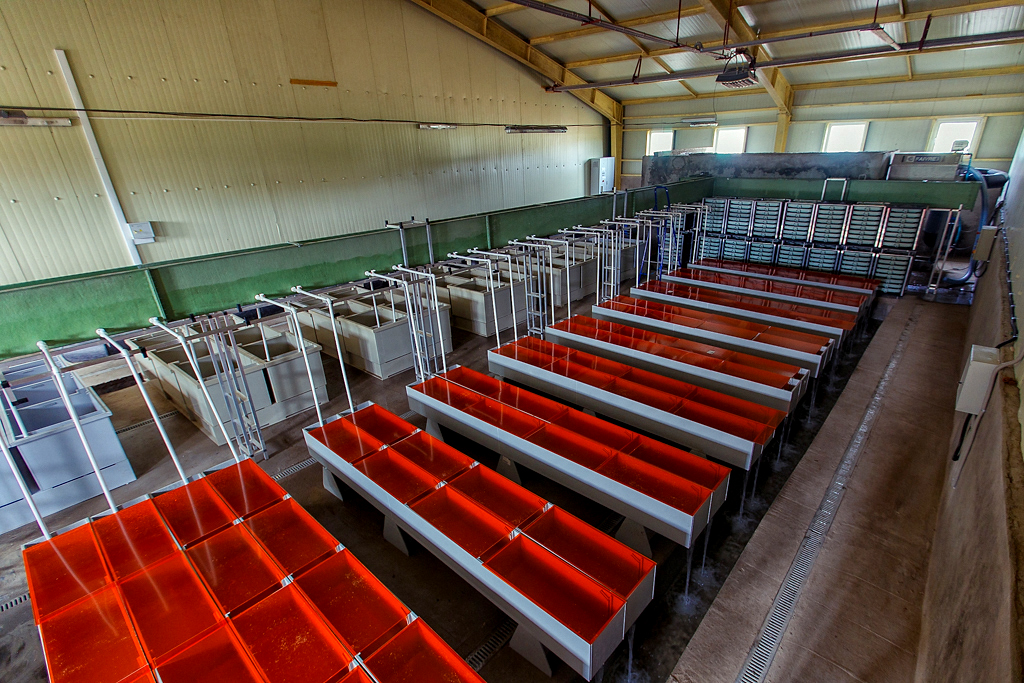 Емкости для закладки оплодотворенной икры в новом корпусе Барабашевского ЛРЗ