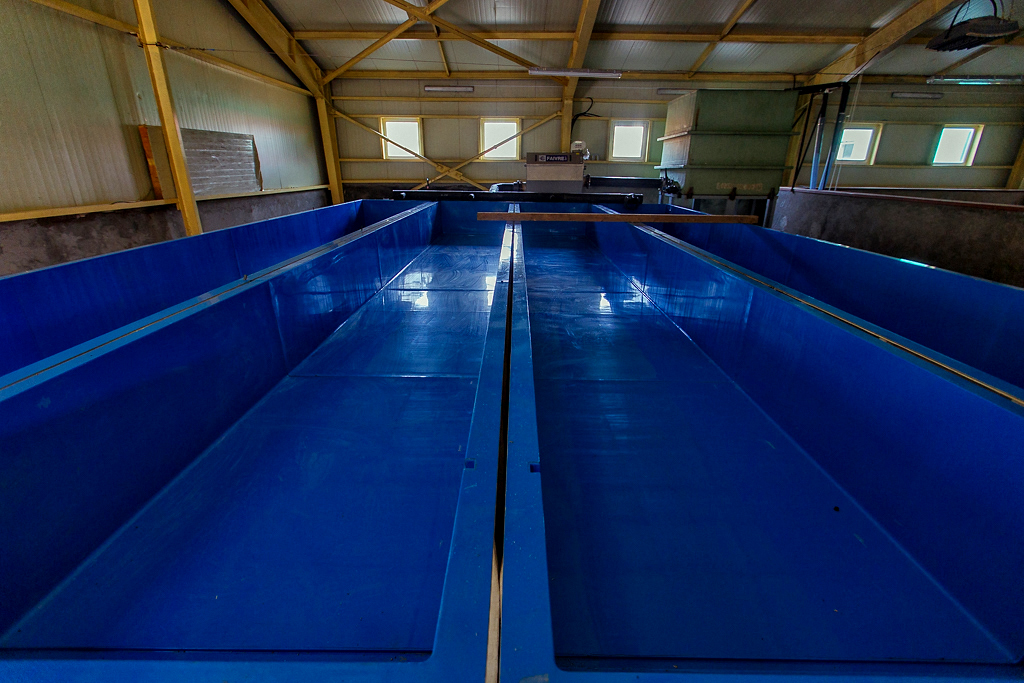 Емкости для содержания личинок лососевых рыб