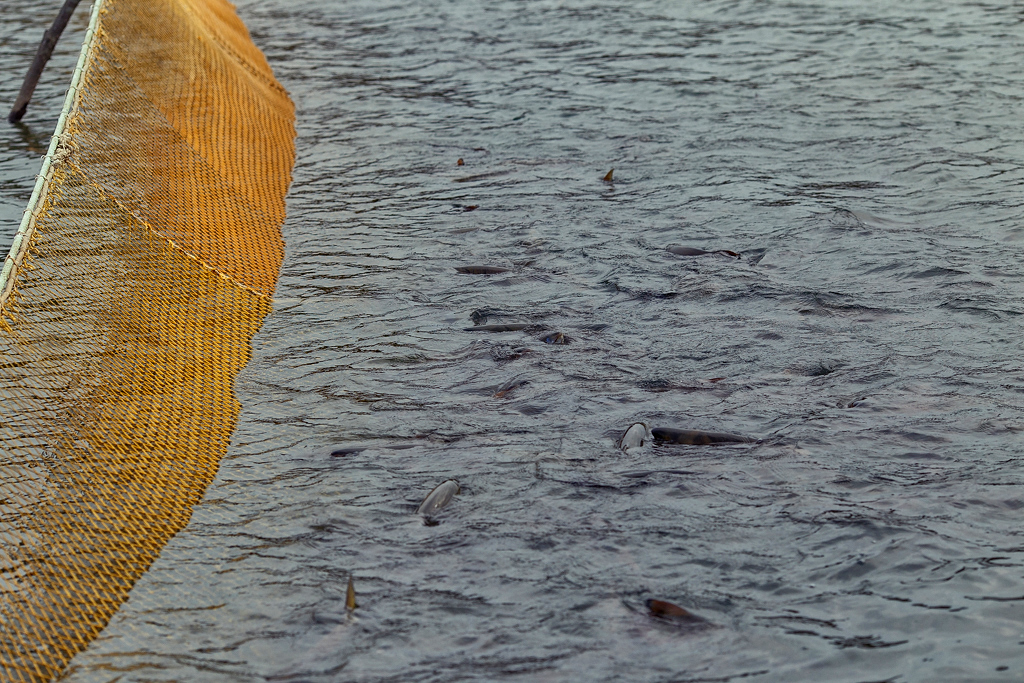 Возле установленной поперек реки сети кишит идущая на нерест кета