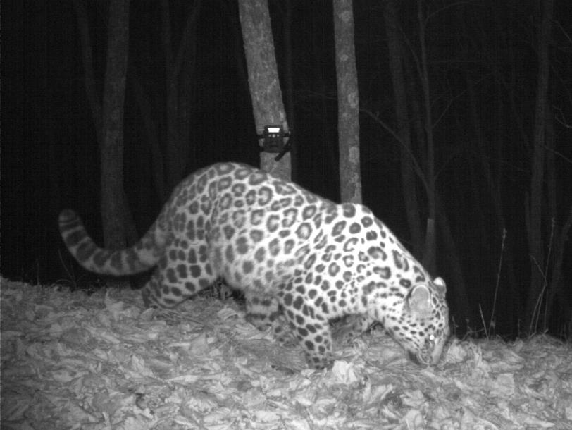 Leo 38F - Памела