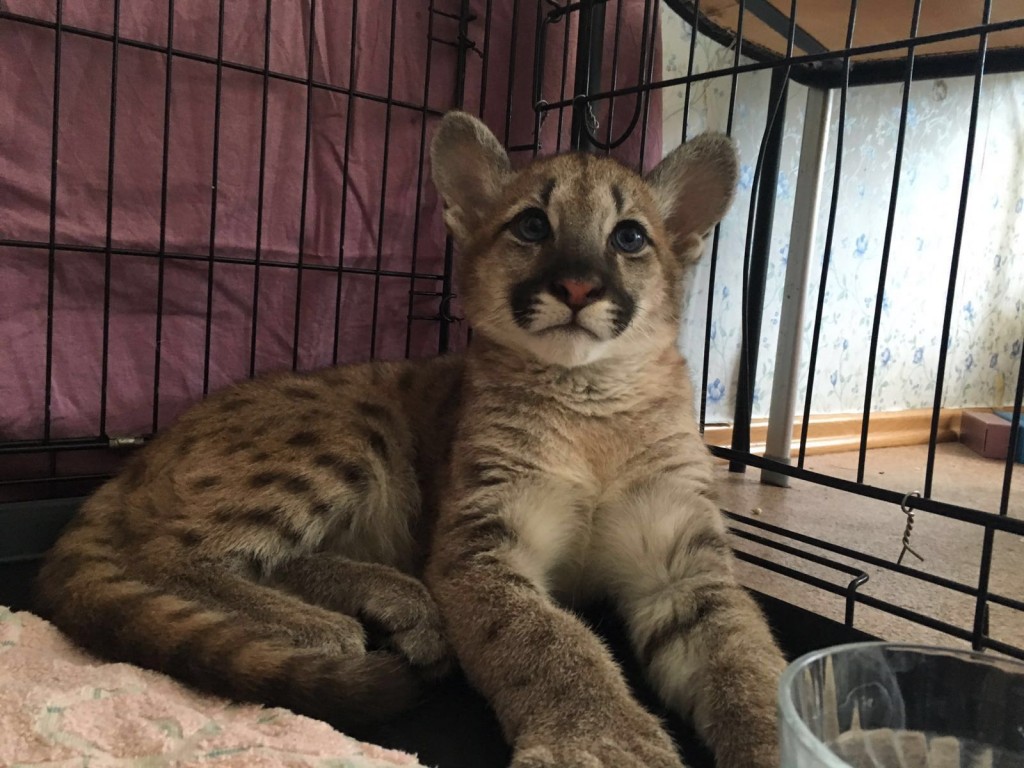 Новая жительница "Чудесного"