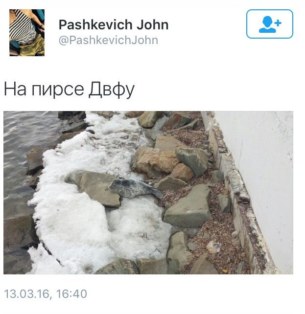 Тюлень на набережной 