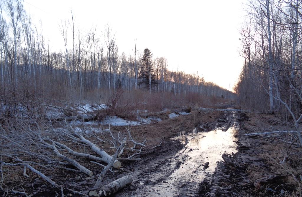 "Черные лесорубы" оставили без электричества 14 тысяч жителей Приморья