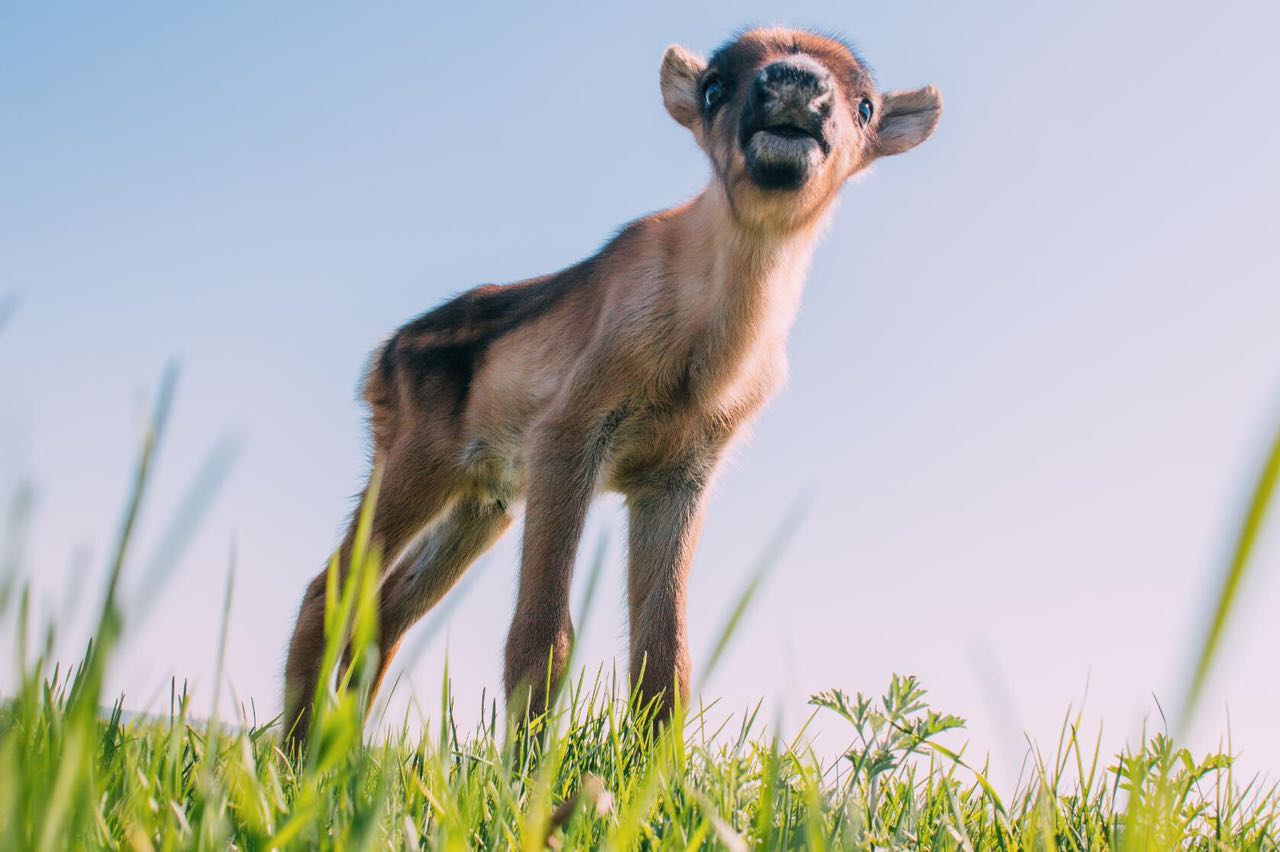 Олененок Виктор Павлов