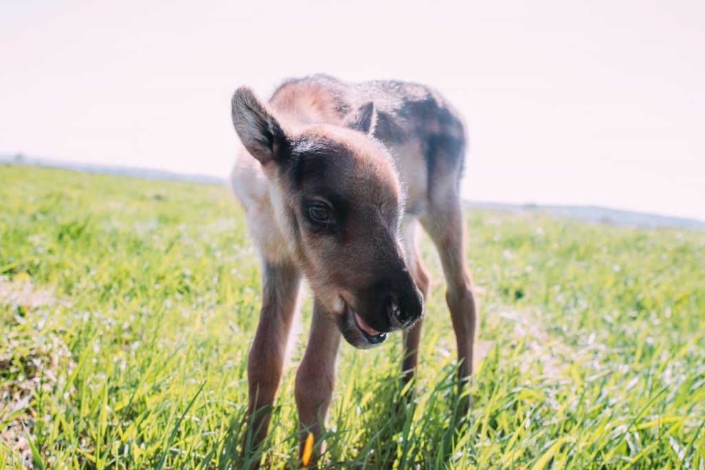 Северный олененок