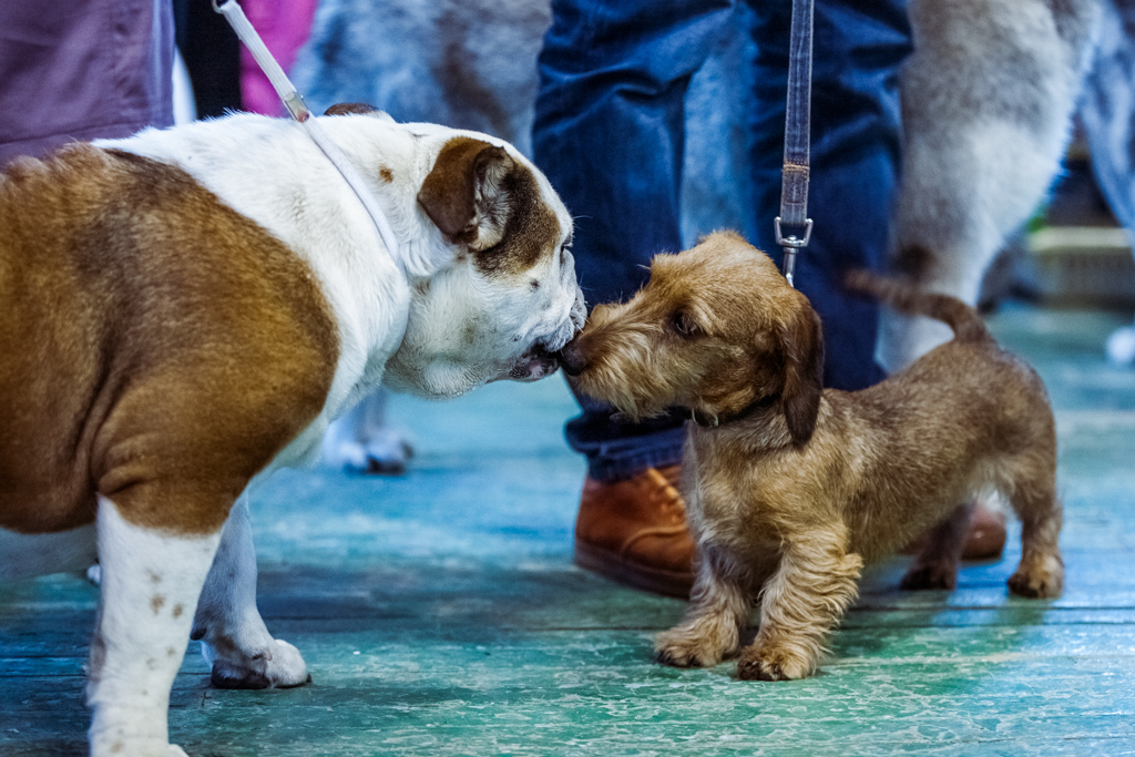 Выставки собак в санкт петербурге