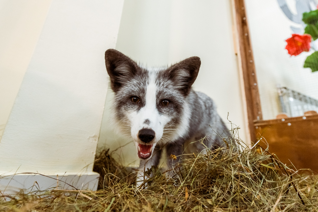 Лиса Маша Мария Бородина, РИА PrimaMedia