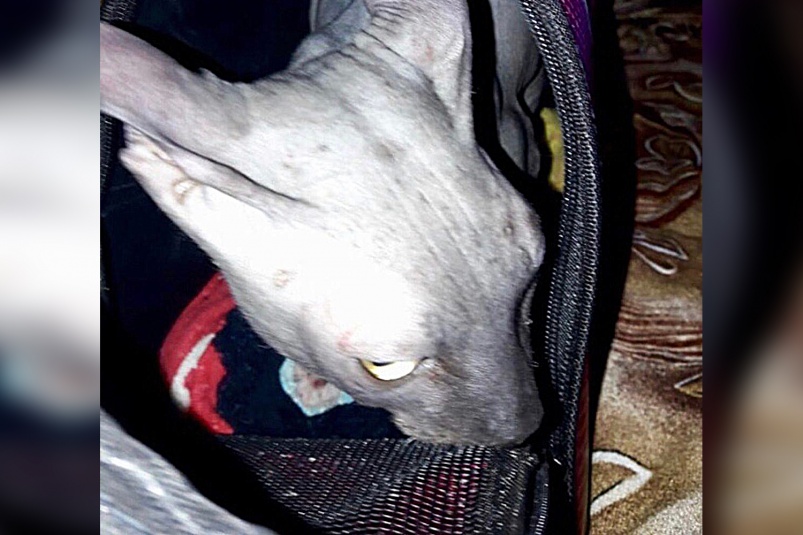 Выбросили умирать на мороз: лысый кот дважды оказался на улице в Биробиджане