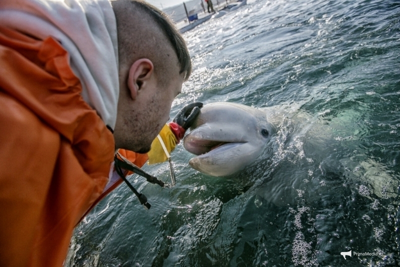 Встречи с морскими млекопитающими опасны как для людей, так и для животных - экологи