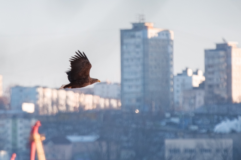 Краснокнижные хищники парят над бухтой Золотой Рог во Владивостоке