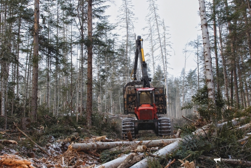 После обысков в минлесхозе Приморья отменены "непродуманные торги" на заготовку древесины