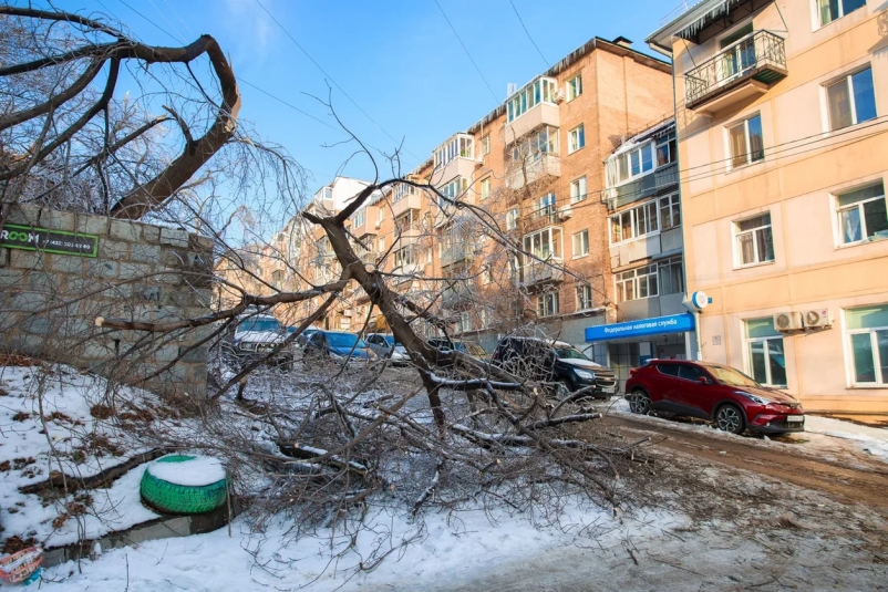 Во Владивостоке спецы Ботсада скоро начнут оценку выживших после ледяного дождя  деревьев