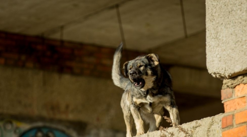 В Дальнереченском районе Приморья прокуратура по суду добивается отлова безнадзорных собак