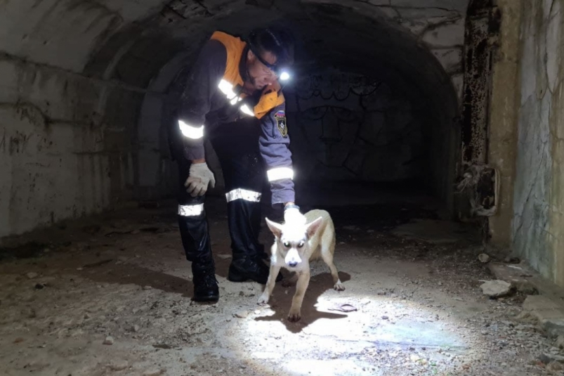 Полуночное спасение: МЧС вызволили собаку, провалившуюся в форт на Русском острове
