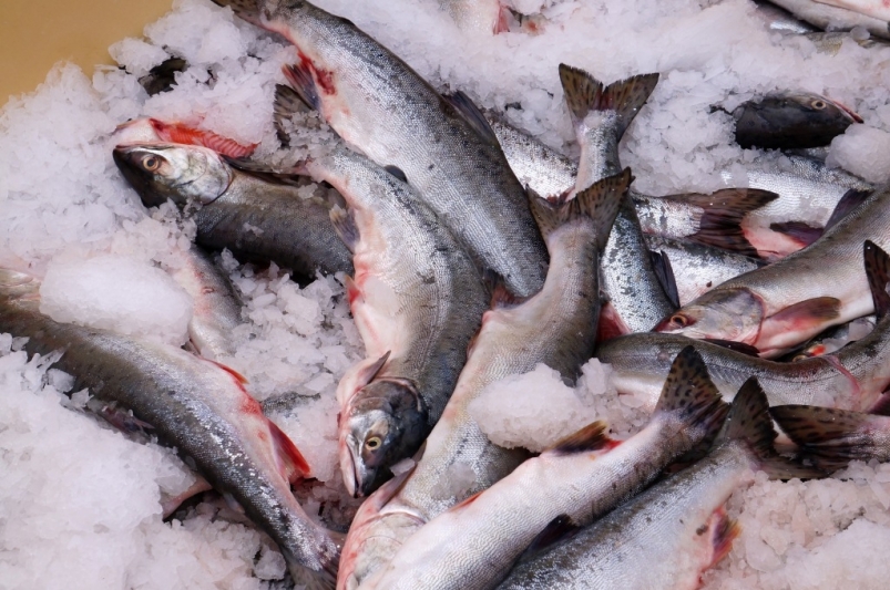 Холодильники Приморья забиты красной рыбой, цены в опте идут вниз