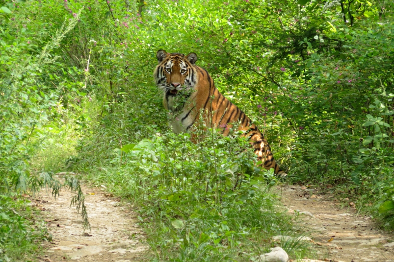 Полосатый гость: нового тигра обнаружили в Сихотэ-Алинском заповеднике