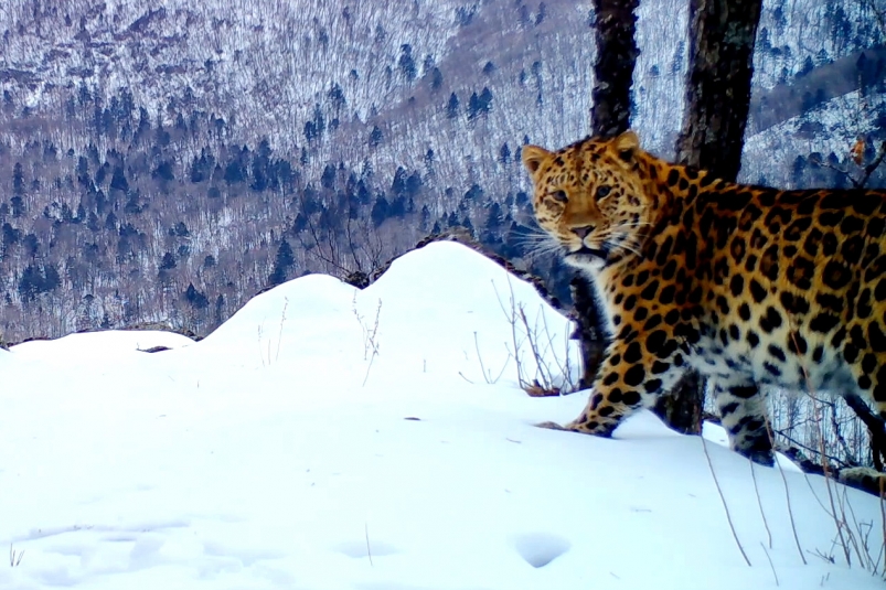 "Песня" дальневосточного леопарда попала на видео в нацпарке в Приморье