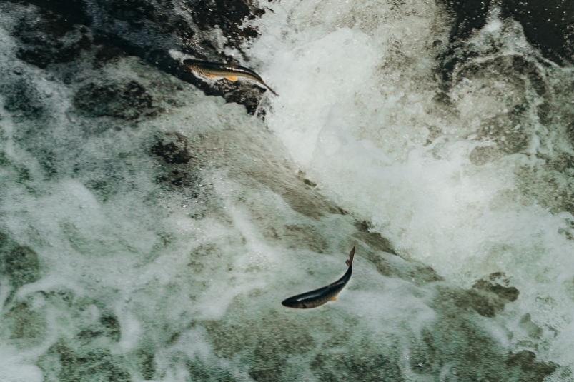 Компания РусГидро выпустила в реки Кабардино-Балкарии 600 тысяч мальков каспийского лосося