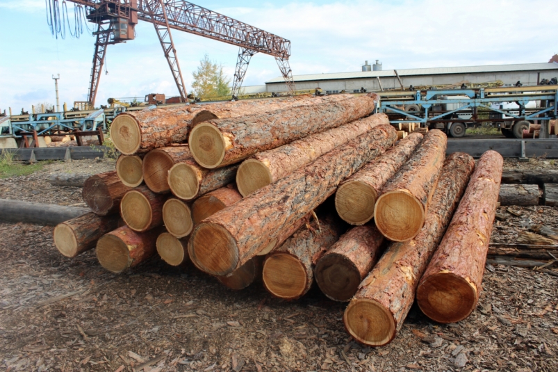 Житель Дальнегорска обвиняется в незаконной рубке деревьев на 97 млн рублей