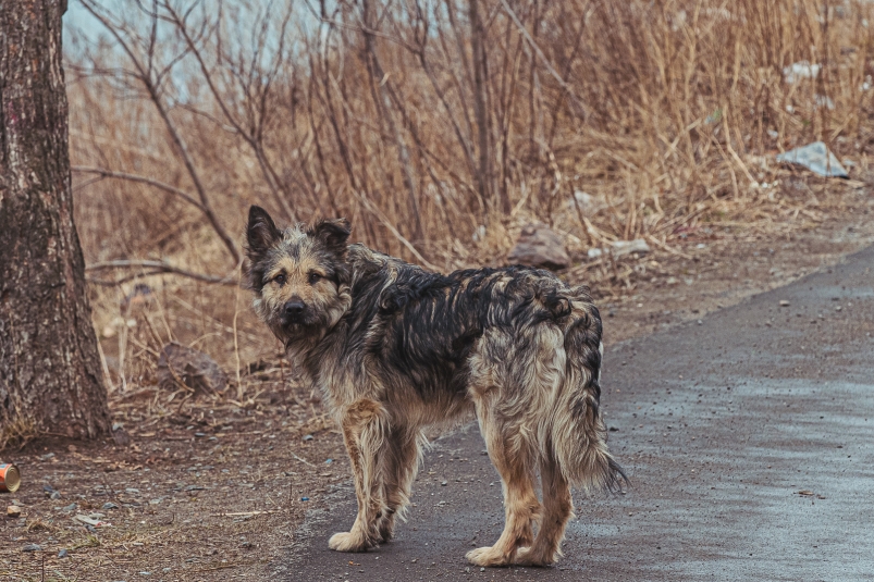 Неизвестные жестоко убили собаку в Приморье