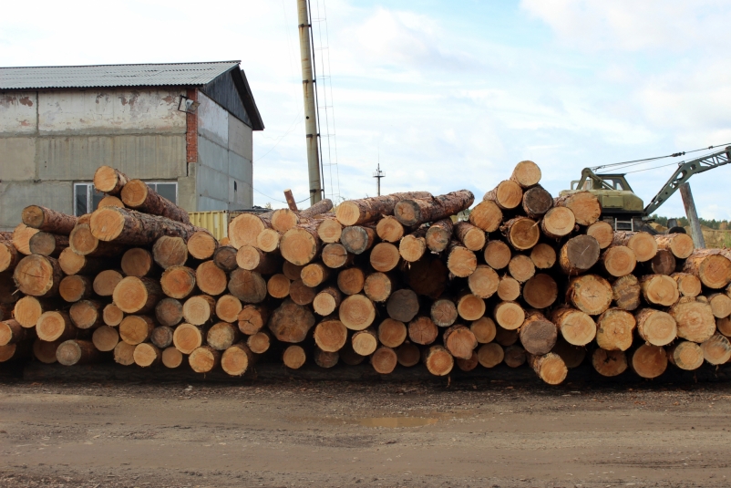 С жителя Тайшета взыщут 40 млн рублей за контрабанду леса