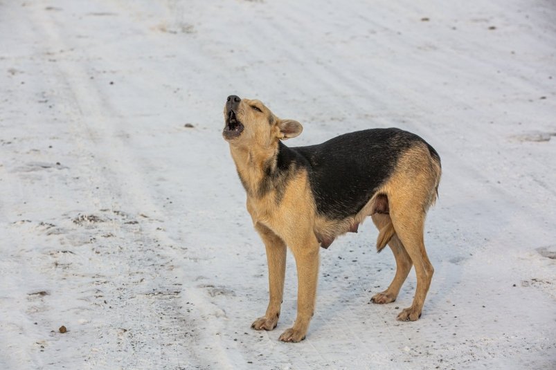 Проверку по факту нападения бездомной собаки на биробиджанца проводят следователи 